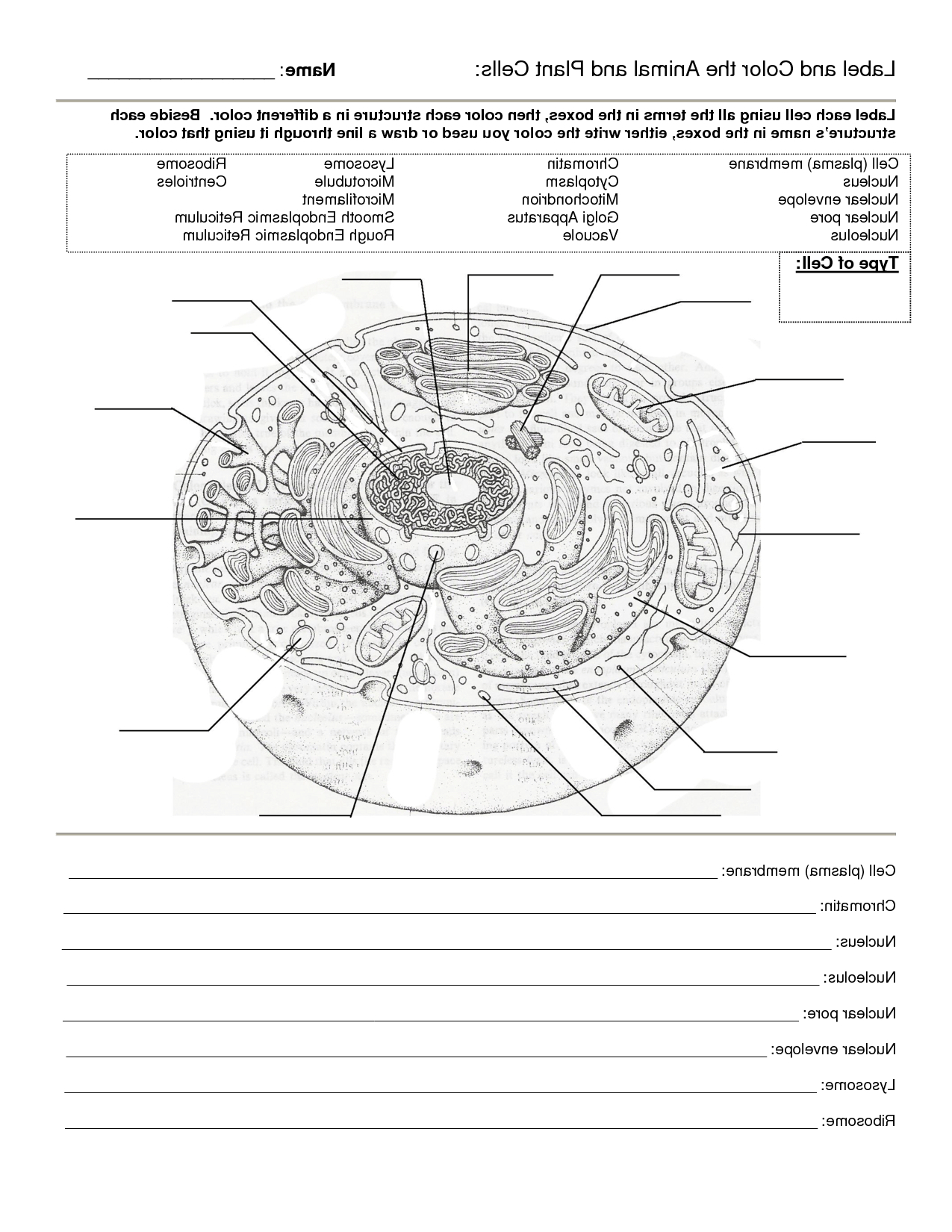 Worksheet Cell Worksheets Animal And Plant Cell Worksheets Pertaining To Cell Worksheet Pdf