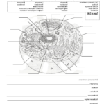 Worksheet Cell Worksheets Animal And Plant Cell Worksheets Throughout Animal Cell Worksheet Labeling