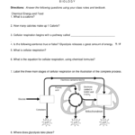 Worksheet Cellular Respiration And Cell Energy For Energy In A Cell Worksheet Answers