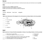 Worksheet  Characteristics Of Bacteria  Oiseis And Characteristics Of Bacteria Worksheet Answers