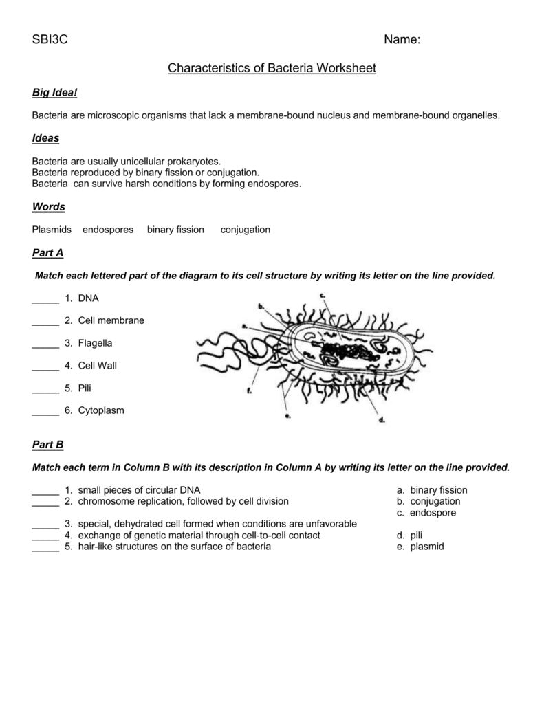 Worksheet  Characteristics Of Bacteria  Oiseis For Characteristics Of Bacteria Worksheet Answers