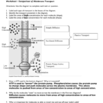 Worksheet  Comparison Of Membrane Transport Answer Key And Transport In Cells Worksheet Answers