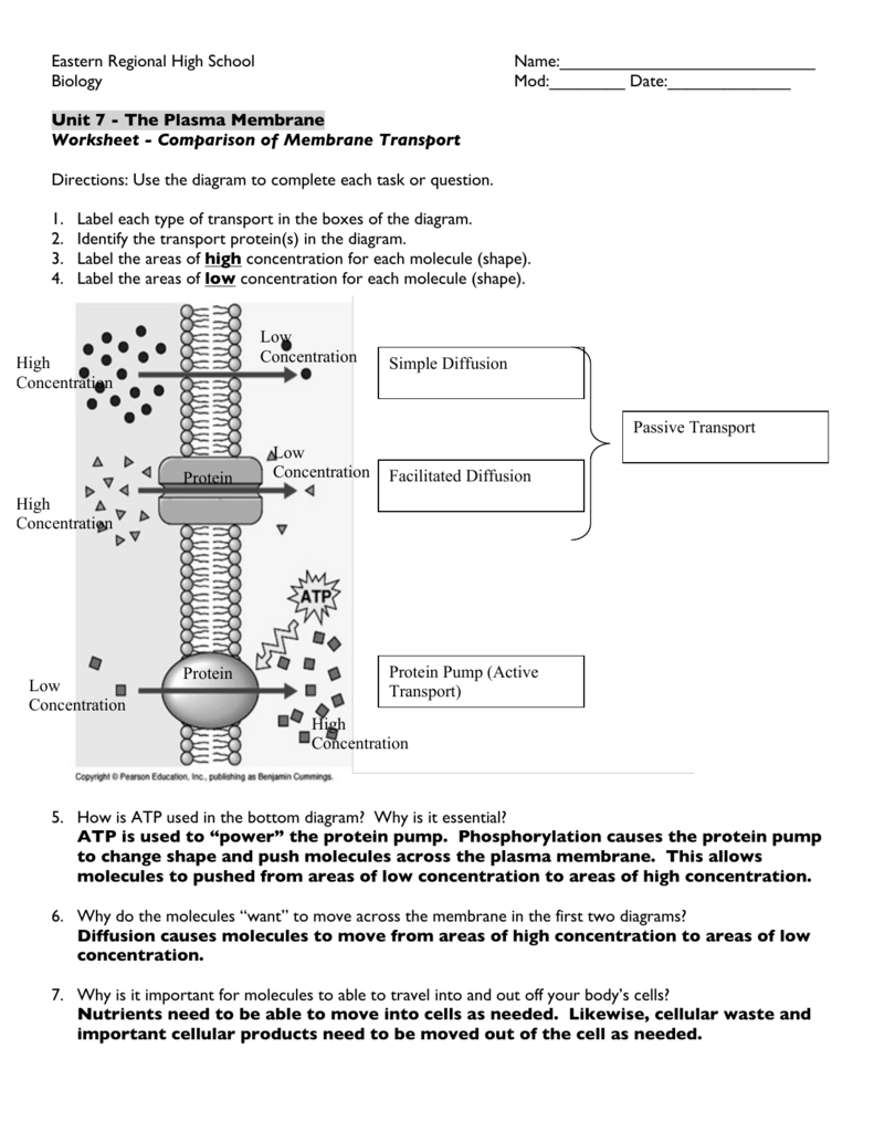 Worksheet  Comparison Of Membrane Transport Answer Key For Cell Membrane And Transport Worksheet Answers