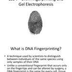 Worksheet Dna Fingerprinting Worksheet Lab Dna Fingerprinting And Within Dna Fingerprinting Worksheet