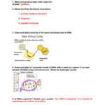 Worksheet Dna Structure Replication And Genetic Code For Dna Structure And Function Worksheet