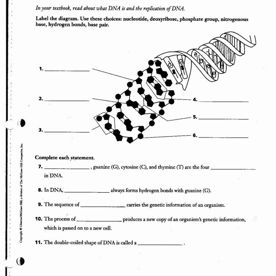 Worksheet Dna Structure Worksheet Worksheet Dna Structure Along With Chapter 11 Dna And Genes Worksheet Answers