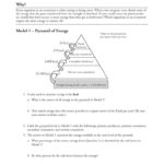 Worksheet Ecological Pyramids Worksheet Ecological Pyramids And Food Web Worksheet Answers