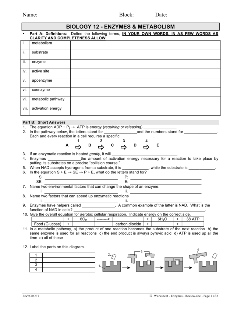 Worksheet  Enzymes With Enzyme Graphing Worksheet