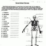 Worksheet Muscular System Worksheet Skeletalmuscular System Red Also Muscular System Worksheet Answers