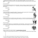 Worksheet Mutations Practice Answer Key P90X Worksheets Algebra With Or Dna Mutations Practice Worksheet Answer Key