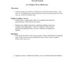 Worksheet Nervous System And The Anatomy Of A Synapse Worksheet Answers