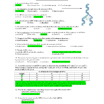 Worksheet On Dna Rna And Protein Synthesis Answer Key  Newatvs In Worksheet On Dna Rna And Protein Synthesis Answer Sheet