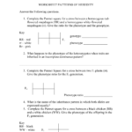 Worksheet Patterns Of Heredity Throughout Patterns Of Inheritance Worksheet