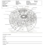 Worksheet Plant And Animal Cell Worksheet Animal Cells Worksheet Intended For Animal Cell Worksheet Answers