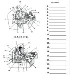 Worksheet Plant And Animal Cell Worksheet Animal Cells Worksheet Regarding Animal And Plant Cells Worksheet