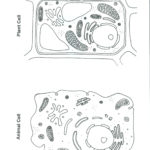 Worksheet Plant And Animal Cell Worksheet Diagram Of An Animal Pertaining To Animal And Plant Cells Worksheet