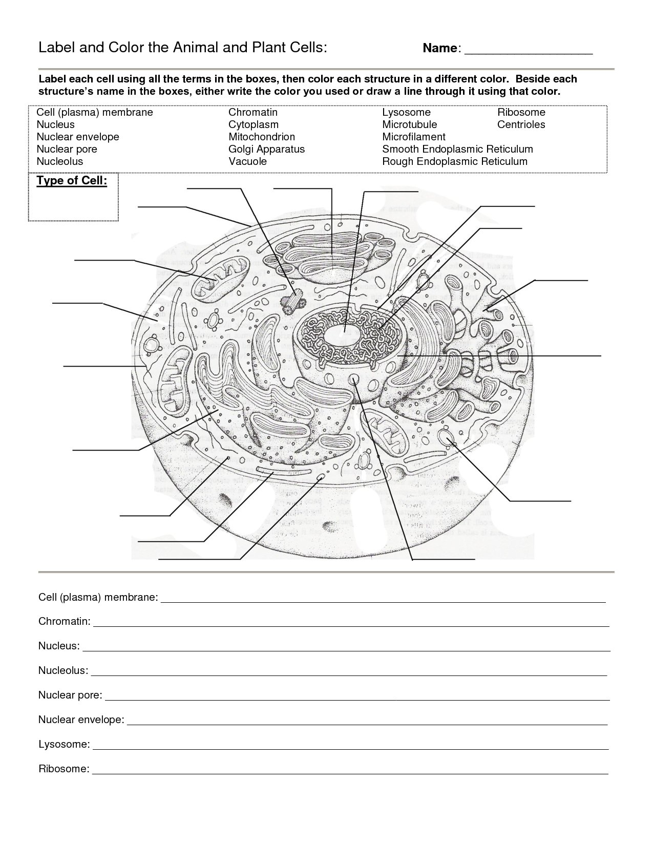 Worksheet Plant And Animal Cell Worksheet Diagram Of An Animal With Regard To Cell Worksheet Pdf