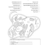 Worksheet Plant And Animal Cell Worksheet Plant And Animal Cell For Animal Cell Coloring Worksheet