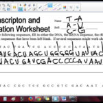 Worksheet Transcription And Translation Worksheet Answers Along With Transcription Translation Practice Worksheet