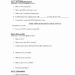 Worksheet Transcription And Translation Worksheet Answers Also Dna Replication And Protein Synthesis Worksheet Answer Key
