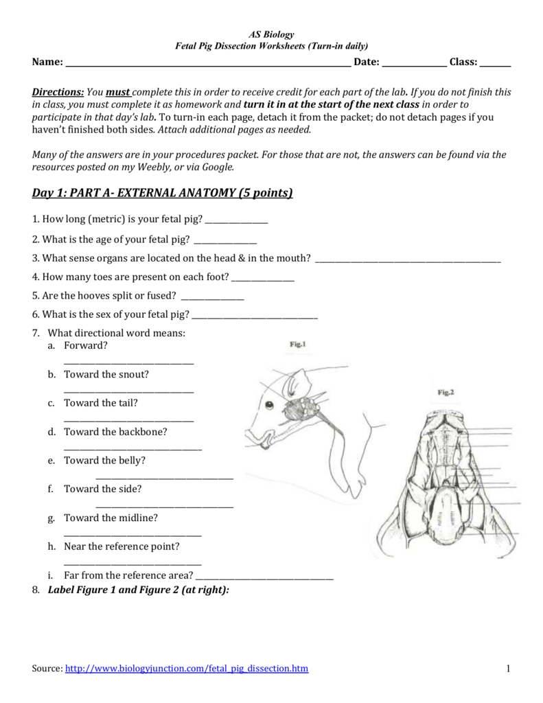 Worksheets To Complete W Dissection Within Fetal Pig Dissection Worksheet Answers