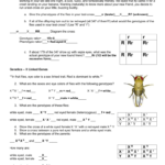 X R X R  And  X R Y Intended For Genetics X Linked Genes Worksheet