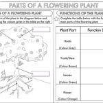Year 3 Science Parts Of A Plant Worksheet For Plant Reproduction Worksheet Answers