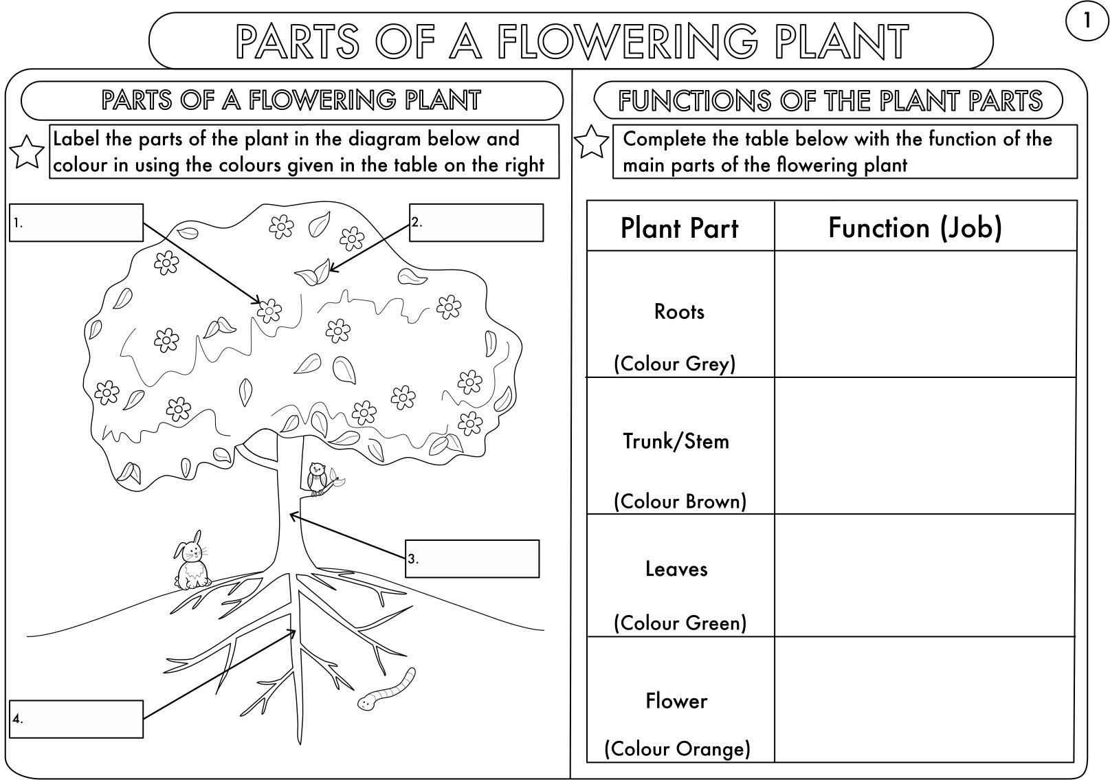 Year 3 Science Parts Of A Plant Worksheetbeckystoke  Teaching Throughout Plant Worksheets For Kindergarten