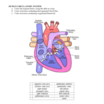 1 Circulatory System Worksheet Pertaining To Cardiovascular System Worksheet Answers