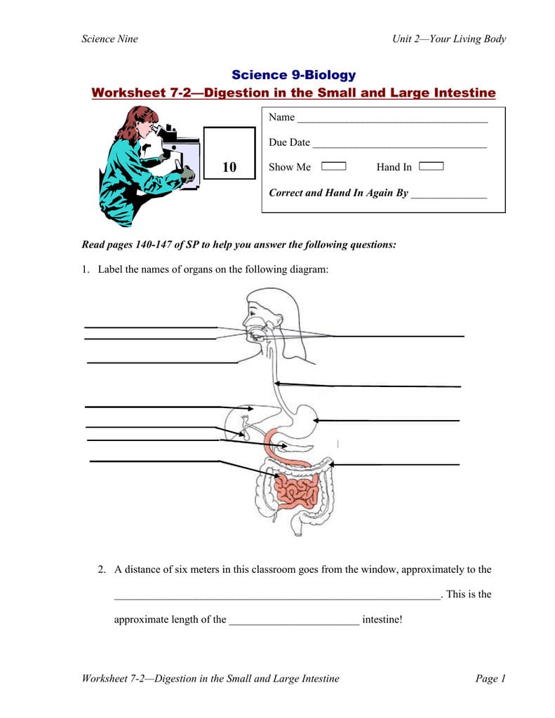 10 Science 9Biology Worksheet 72—Digestion In The Small And Large In 9 5 Digestion In The Small Intestine Worksheet Answers