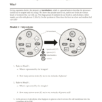 13 Cellular Respirations With Energy Transfer In Living Organisms Worksheet