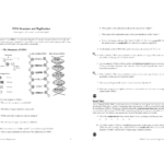18 Dna Structure And Replications Also Dna Structure And Replication Worksheet Answers