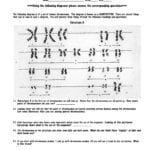 2 6Karyotype Worksheetcwk Wp Throughout Biology Karyotype Worksheet Answers