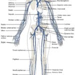205 Circulatory Pathways – Anatomy And Physiology Pertaining To Ankle Brachial Index Worksheet