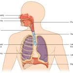 221 Organs And Structures Of The Respiratory System – Anatomy And Along With Human Respiratory System Worksheet