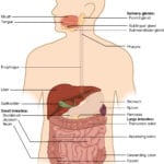 231 Overview Of The Digestive System – Anatomy And Physiology Throughout 9 5 Digestion In The Small Intestine Worksheet Answers