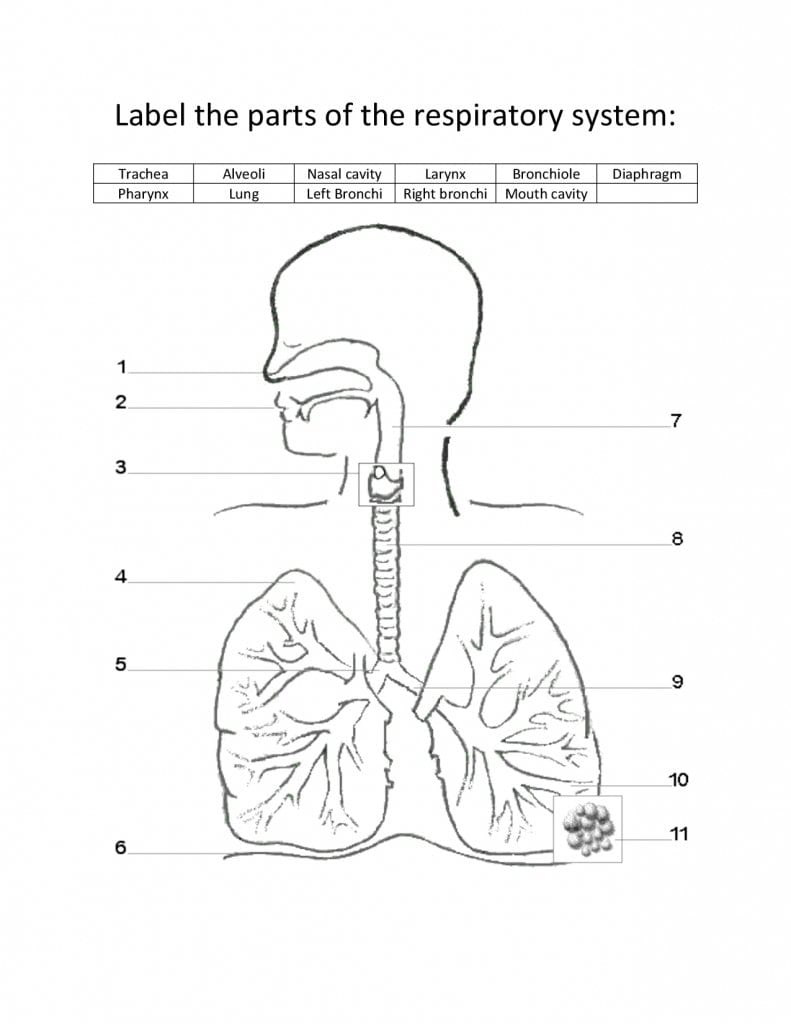 4 Parts Of The Respiratory System Or Human Respiratory System Worksheet