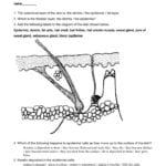 4 The Anatomy And Physiologyskin Worksheet And Skin And Temperature Control Worksheet Answers