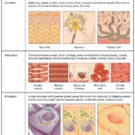 41 Types Of Tissues – Anatomy And Physiology Together With Body Tissues Worksheet