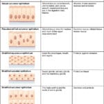42 Epithelial Tissue – Anatomy And Physiology Intended For Body Tissues Worksheet
