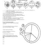 6 The Cell Cycle Worksheet With Cell Cycle Worksheet Answers