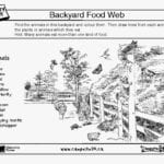 63 Beautiful Of Food Webs And Food Chains Worksheet Photos Throughout Draw A Food Web Worksheet
