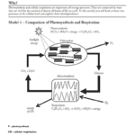 81 Photosynthesis  Cellular Respiration Intended For Photosynthesis And Respiration Worksheet Answers