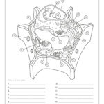 Aab Plant Cell Worksheet Throughout Plant Cell Worksheet