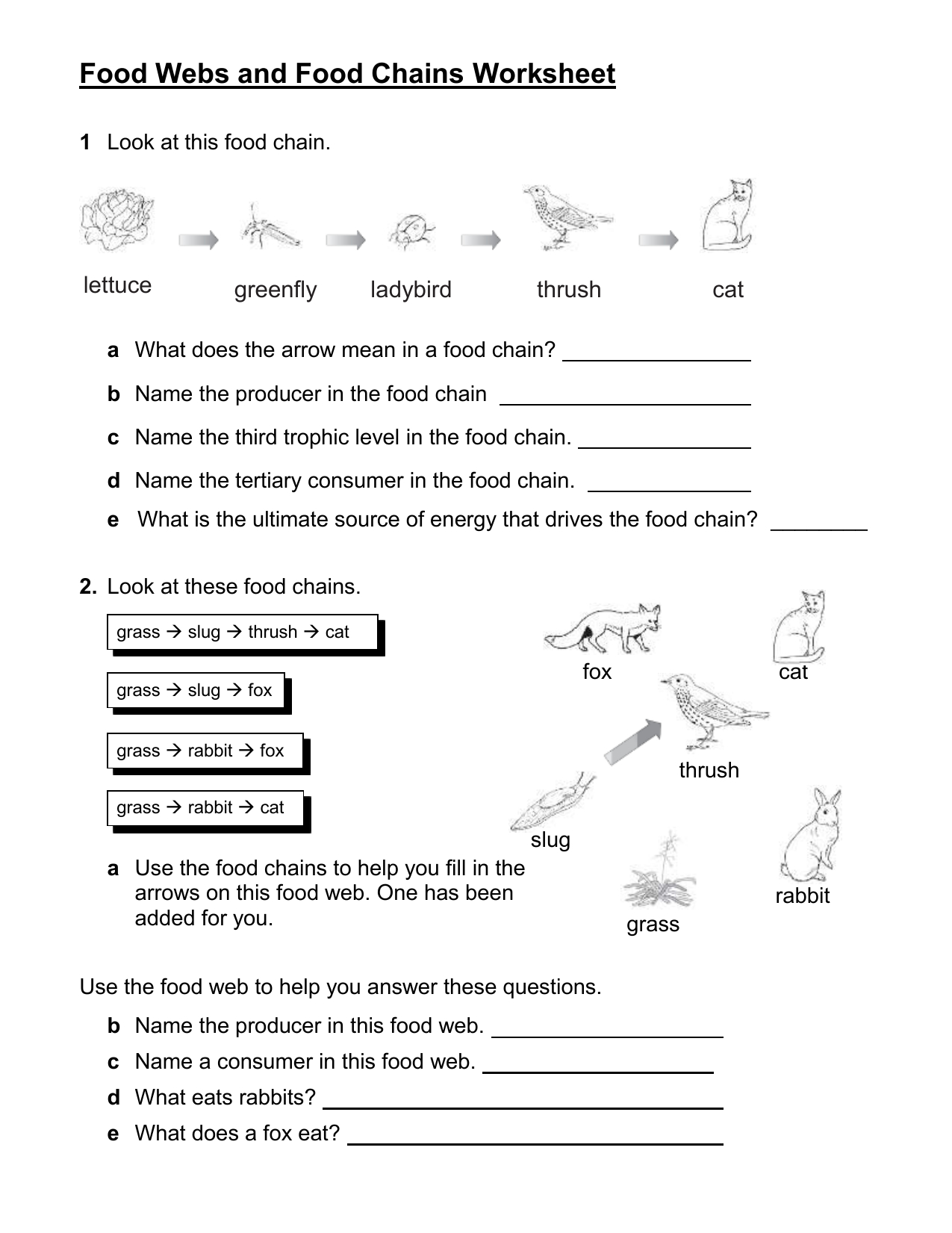 Act Food Webs And Food Chains Worksheet With Food Webs And Food Chains Worksheet