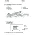Active And Passive Transport Worksheet Answers  Yooob And Active Transport Worksheet Answers