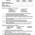 Active And Passive Transport Worksheet  Soccerphysicsonline Or Active And Passive Transport Worksheet