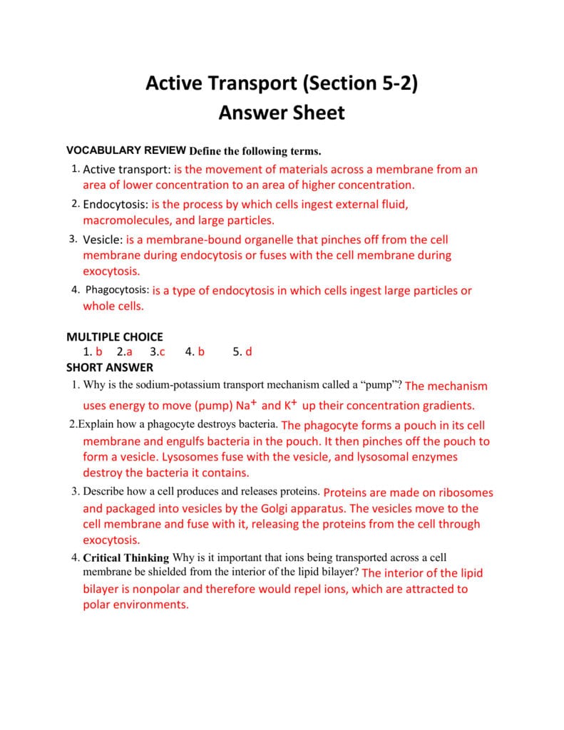 Active Transport Section 52 Answer Sheet Within Active Transport Worksheet Answers