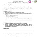 Activity Sheets Enzymes And Their Functions  Pdf Intended For Enzymes And Their Functions Worksheet Answers