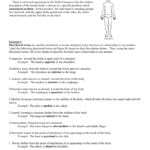 Anatomical Terminology Worksheet  Tchs Or Comprehending Anatomy And Physiology Terminology Worksheet Answers